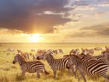 Zebras at Maasai Mara parkland located on the border of Kenya, Uganda and Tanzania. See other photos from Kenya:  http://www.oc-photo.net/FTP/icons/kenya.jpg