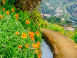 Flowers, Levada and landscape in Madeira.